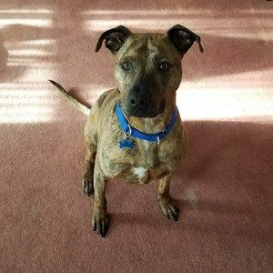 Meet your Posher, Bill